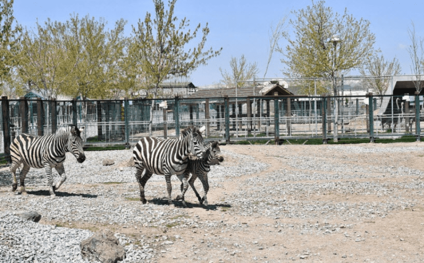 Городской зоопарк (Kayseri Zoo) Кайсери